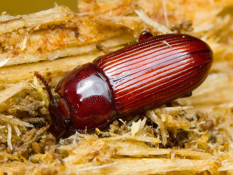 Uloma culinaris (Linnaeus, 1758)